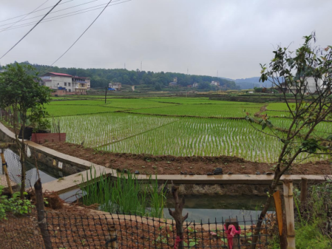 湖南邵阳县蔡桥乡：以耕为本 点亮振兴新愿景