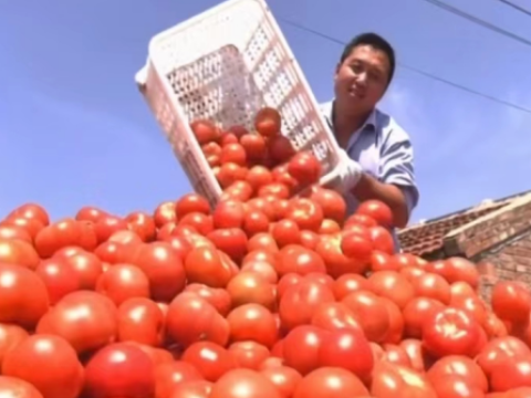 河北衡水市冀州区：蔬菜大棚“金钥匙”开启村民“致富门”