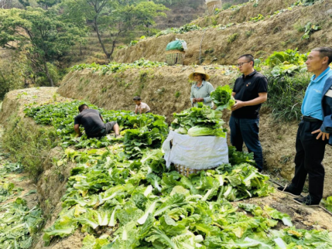 云南云县晓街乡：慢笼村千亩绿色蔬菜保障县城“菜篮子”供应