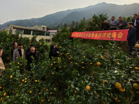 湖南新邵县潭溪镇：优化营商环境，激发村级集体经济发展新活力