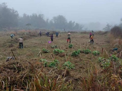 湖南洞口县高沙镇峙山村：扎实推进撂荒耕地复种工作