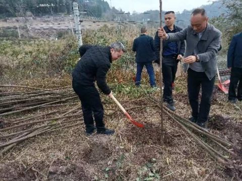 四川渠县三汇镇开展植树节活动纪实