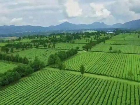 云南临沧耿马：&ldquo;三茶&rdquo;统筹促茶产业提质增效