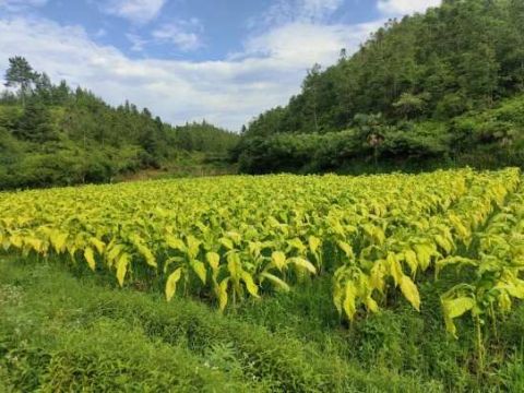 江西会昌庄口镇：“黄金”叶绘制乡村振兴“致富画卷”