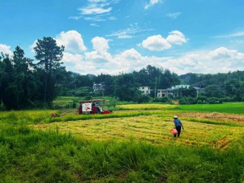 江西会昌县庄口镇：早稻迎丰收，田间展笑颜