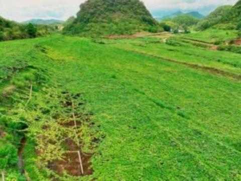 重庆市秀山县里仁镇：三举措推进巴渝和美乡村示范创建