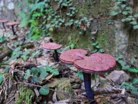 湖南新邵：灵芝重回龙山故土，“天下药山”焕发新生机