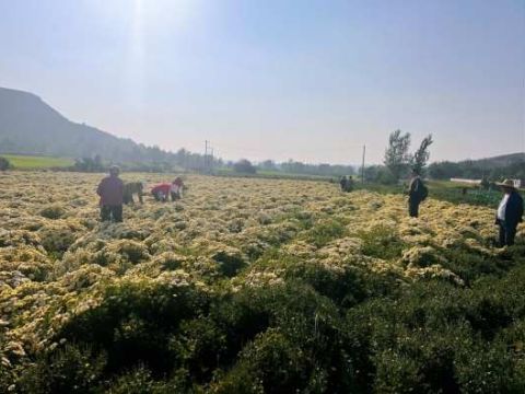 安徽省淮北市烈山镇蒋疃社区：小菊花开出乡村振兴好“钱”景