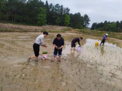 江西吉安县：“网格吉先锋”助农插秧 基层治理展实效