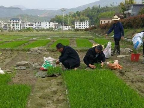 江西兴国县交运局驻村工作队奏响春耕“奋进曲”