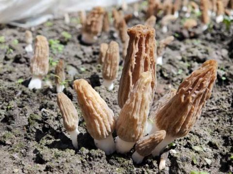 甘肃武都：筑强“桥头堡”"小菌菇"撑起乡村振兴"富民伞"