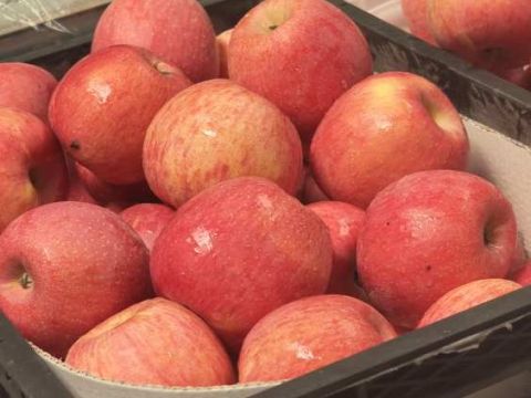 甘肃庆城县白马铺镇：聚力打造"七好"苹果产业体系 谱写乡村振兴新篇章