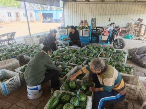 党建引领聚合力，奏响乡村振兴“甜蜜曲”