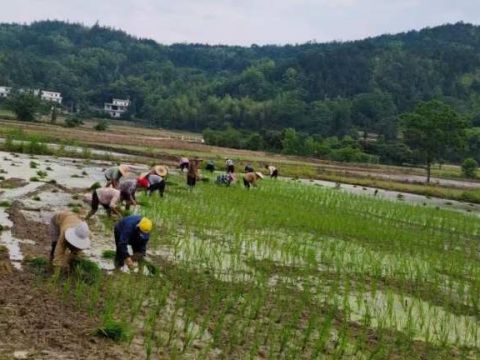 江西袁州区：立夏插秧党旗红，春耕一线践初心