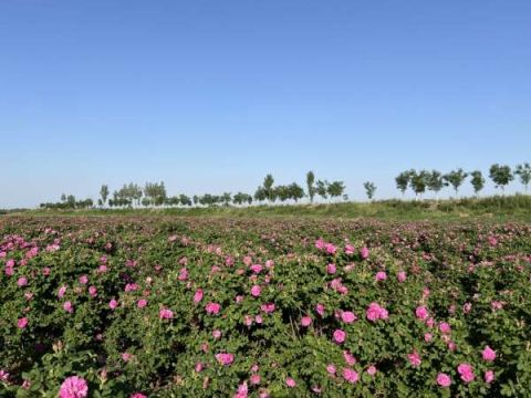 河北吴桥：党建领航“玫瑰经济” 绘就乡村振兴新图景