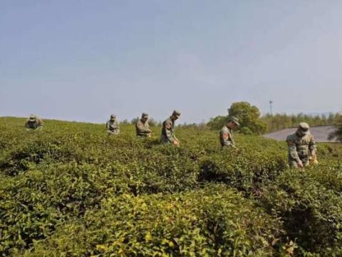 江西德安：聂桥镇民兵采茶助农，共绘乡村振兴新画卷