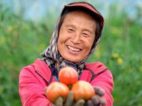 承德围场县朝阳湾镇：“柿”事如意 映红致富路