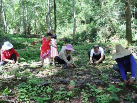 江西安远县塘村乡：林下灵芝铺就乡村振兴致富路
