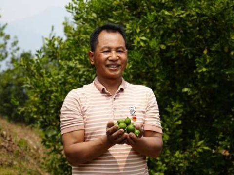 云南勐海：党建领航强产业 边疆乡野富路宽