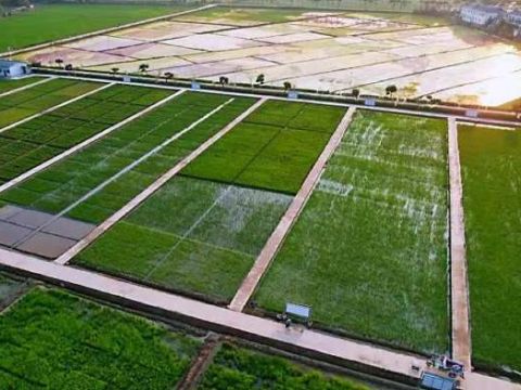 云南勐海县勐遮镇：“三张牌”打通增收幸福路