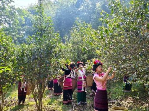 党建引领“茶”振兴，三力驱动富乡邻——云南勐海县勐满镇曼贺东村红茶厂创新发展纪实