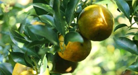 “忙到要请人，心里却高兴！”云南勐满橘农的丰收告白