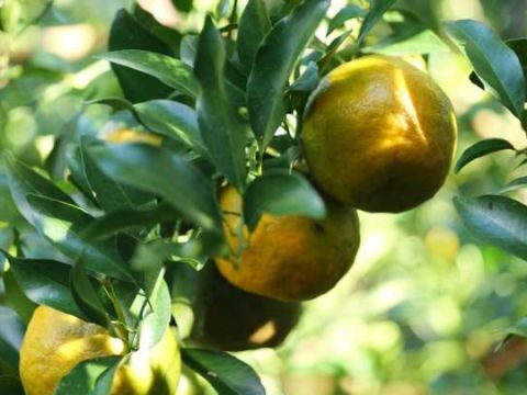 “忙到要请人，心里却高兴！”云南勐满橘农的丰收告白