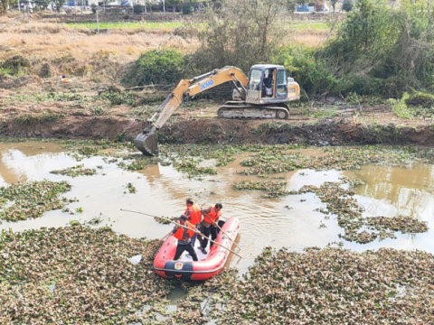 干群合力清河道 水清岸绿保安全&mdash;&mdash;江西安远天心镇开展水葫芦集中清理行动