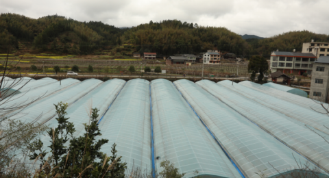 湖南省绥宁东山村：投建辣椒种植园 多元产业赋能乡村振兴