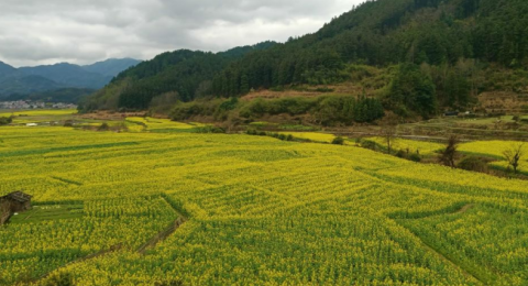 湖南绥宁县黄土矿镇源头村：三百亩油菜花开迎客 冬闲田变身增收致富园