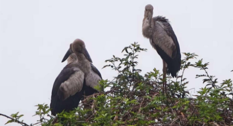 红帆引绿途 飞鸟润民生