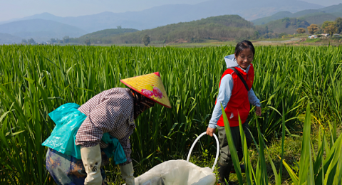 云南勐海勐往：稻茭轮作&ldquo;轮&rdquo;出致富路