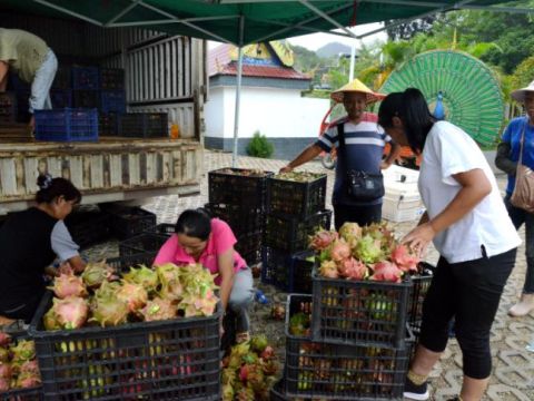 党员带头、致富不愁，云南双江火龙果“映红”了大荒田