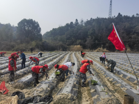 助农栽烟到地头，文明实践暖民心--江西乐安县中医院开展助力烟苗移栽志愿服务活动  