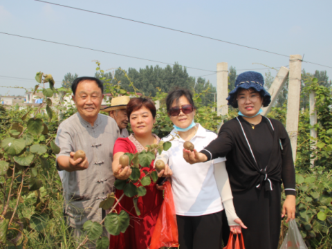 小小猕猴桃  甜蜜振兴路--山东泰安宁阳县磁窑镇返乡人才带领乡亲致富